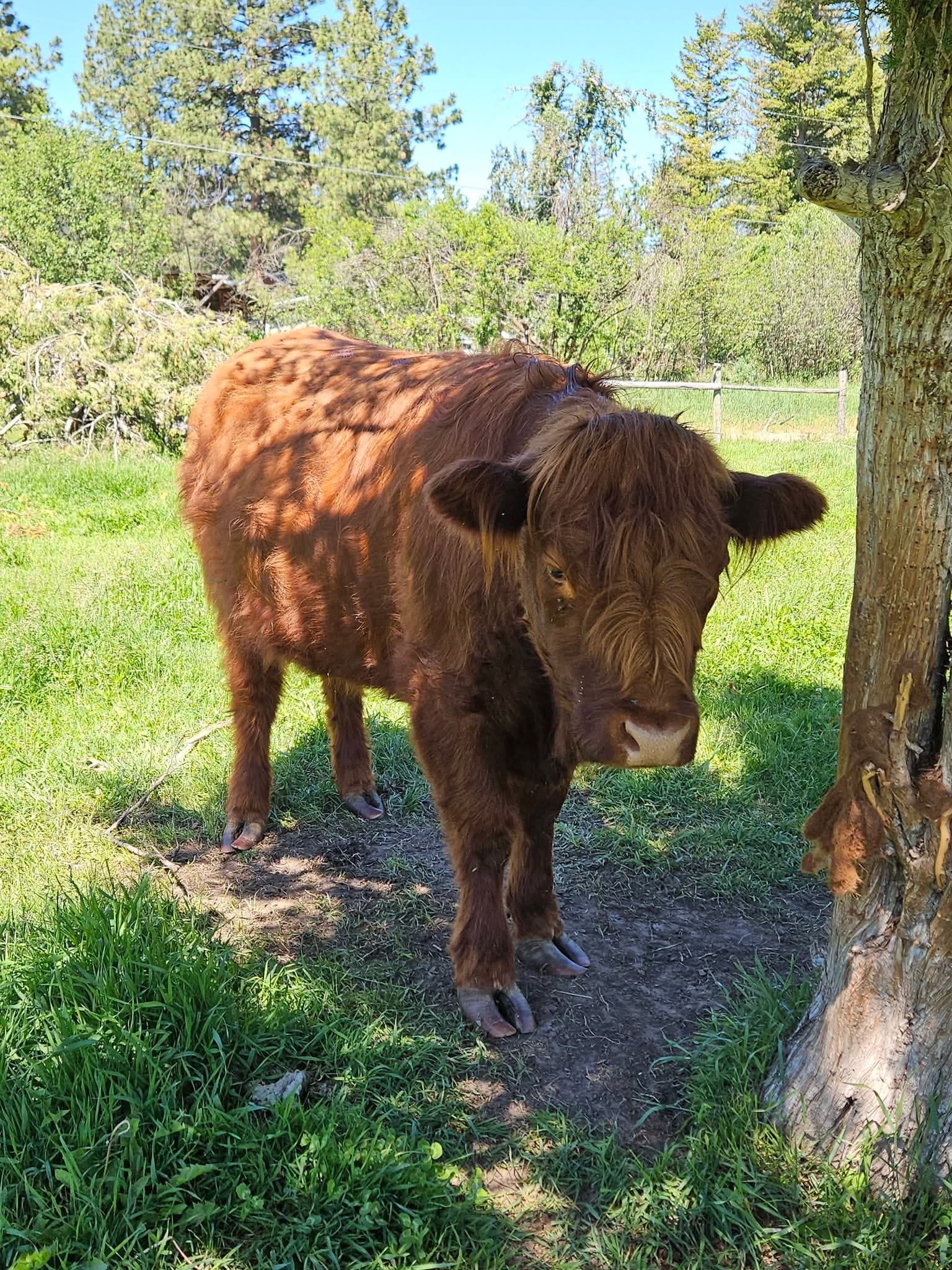 Sugar, the young mother — standing mid-pasture in afternoon light with a watchful, Highland expression on the Moolady paddock in Clinton, MT.