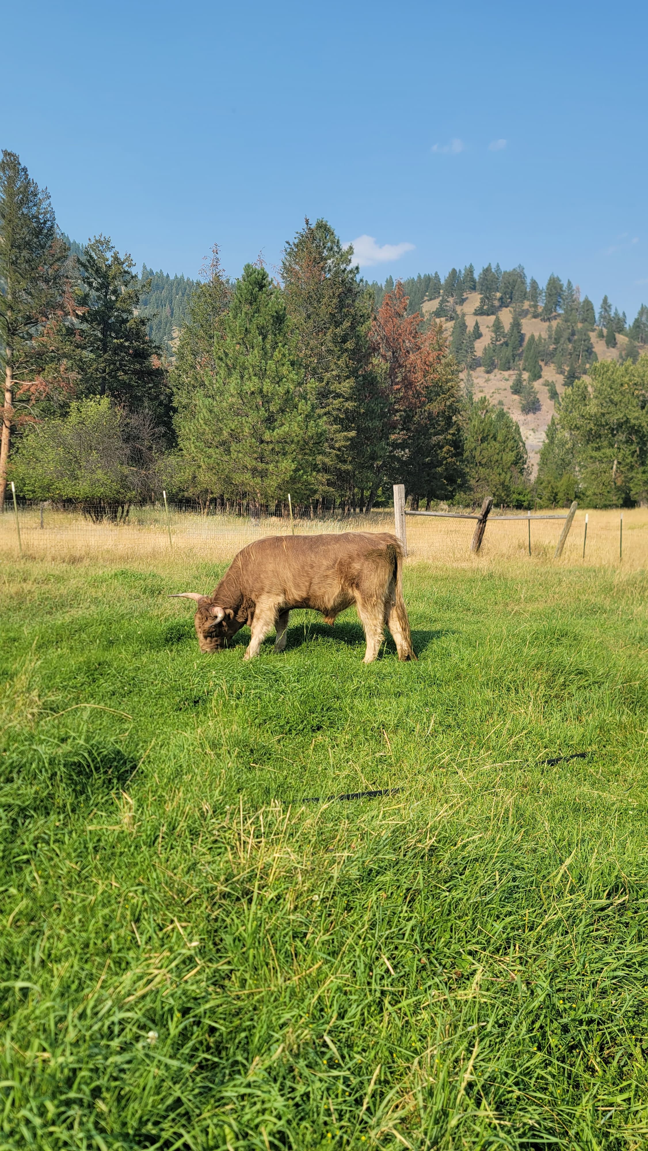 Gandolf, the herd sire, standing broadside at pasture in late afternoon light on the Moolady paddock in Clinton, Montana.