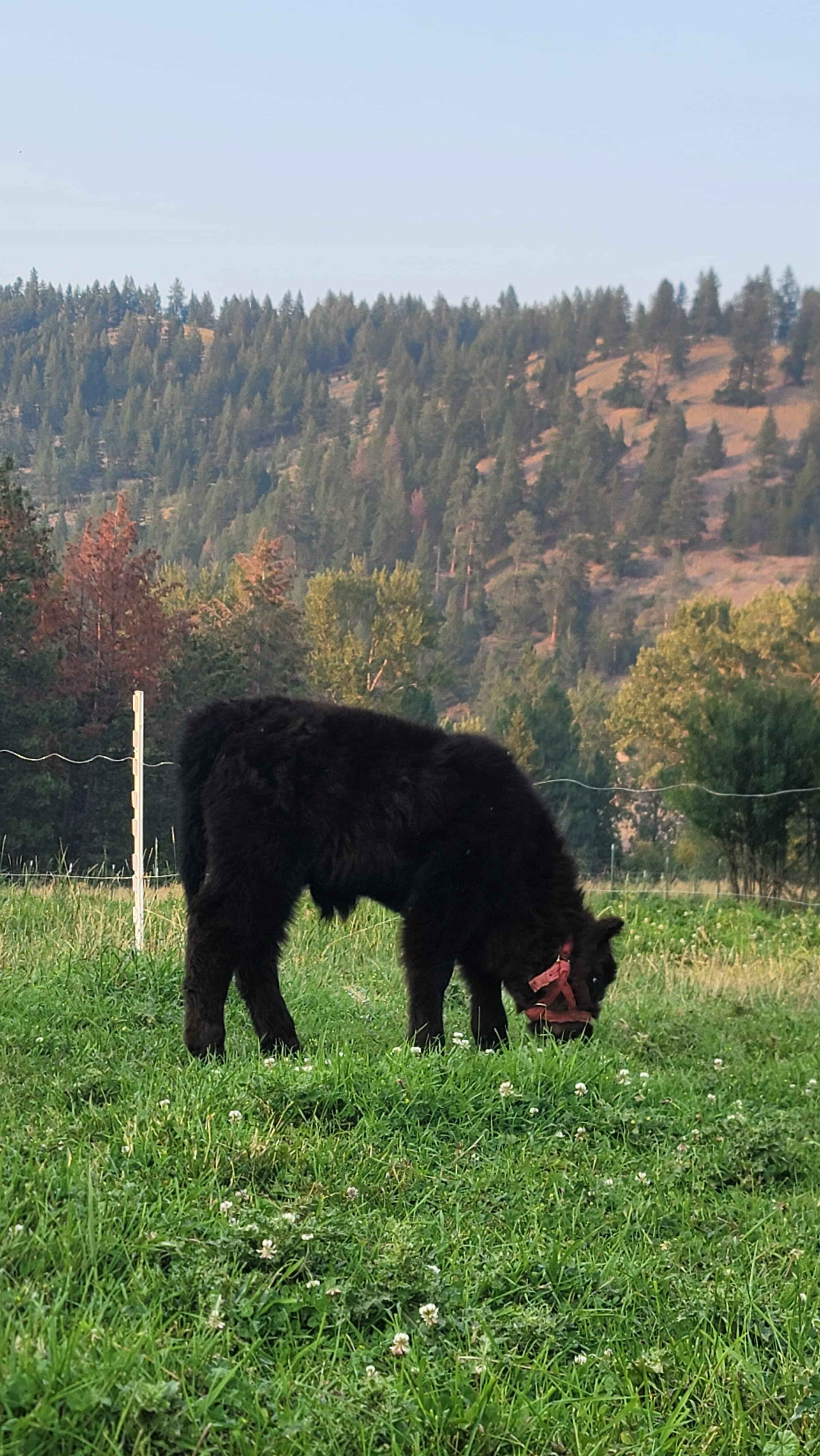 Angus McPeppercorn, the steer calf — dark coat and alert posture set against a plain pasture backdrop on the Moolady paddock in Clinton, MT.