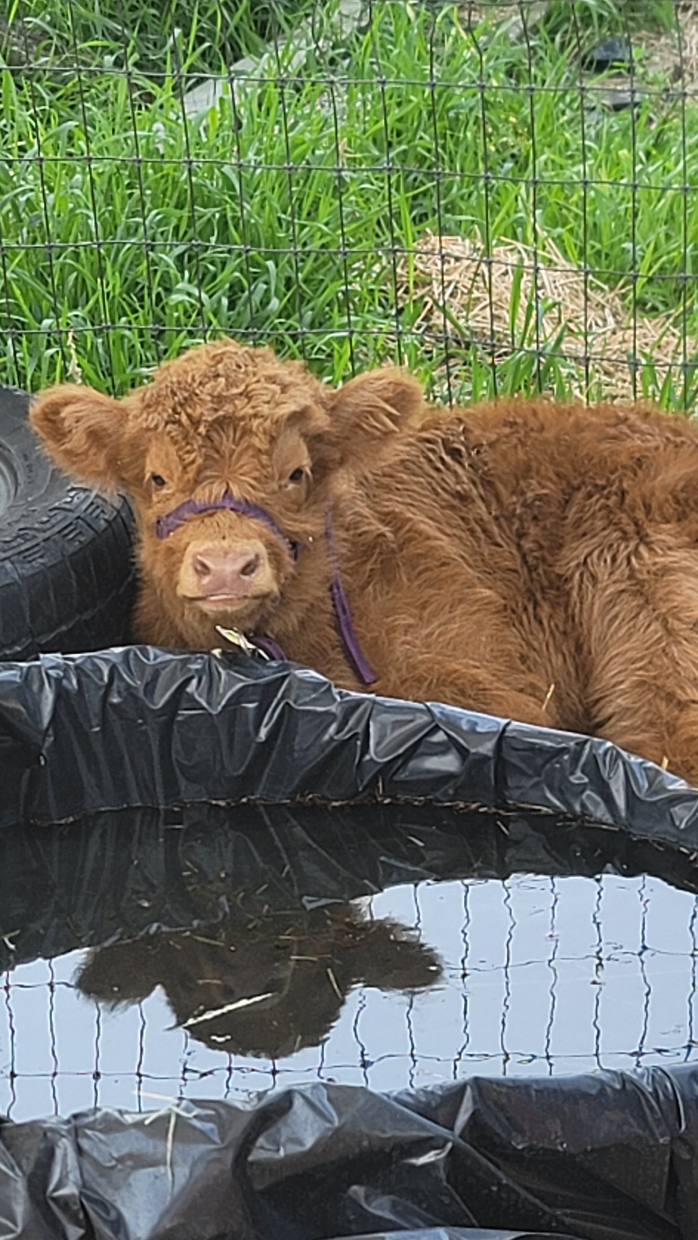 Dottie (Mrs. Dorothy), the herd heifer calf — mug turned toward the camera, ears tipped forward, on the Moolady paddock in Clinton, MT.