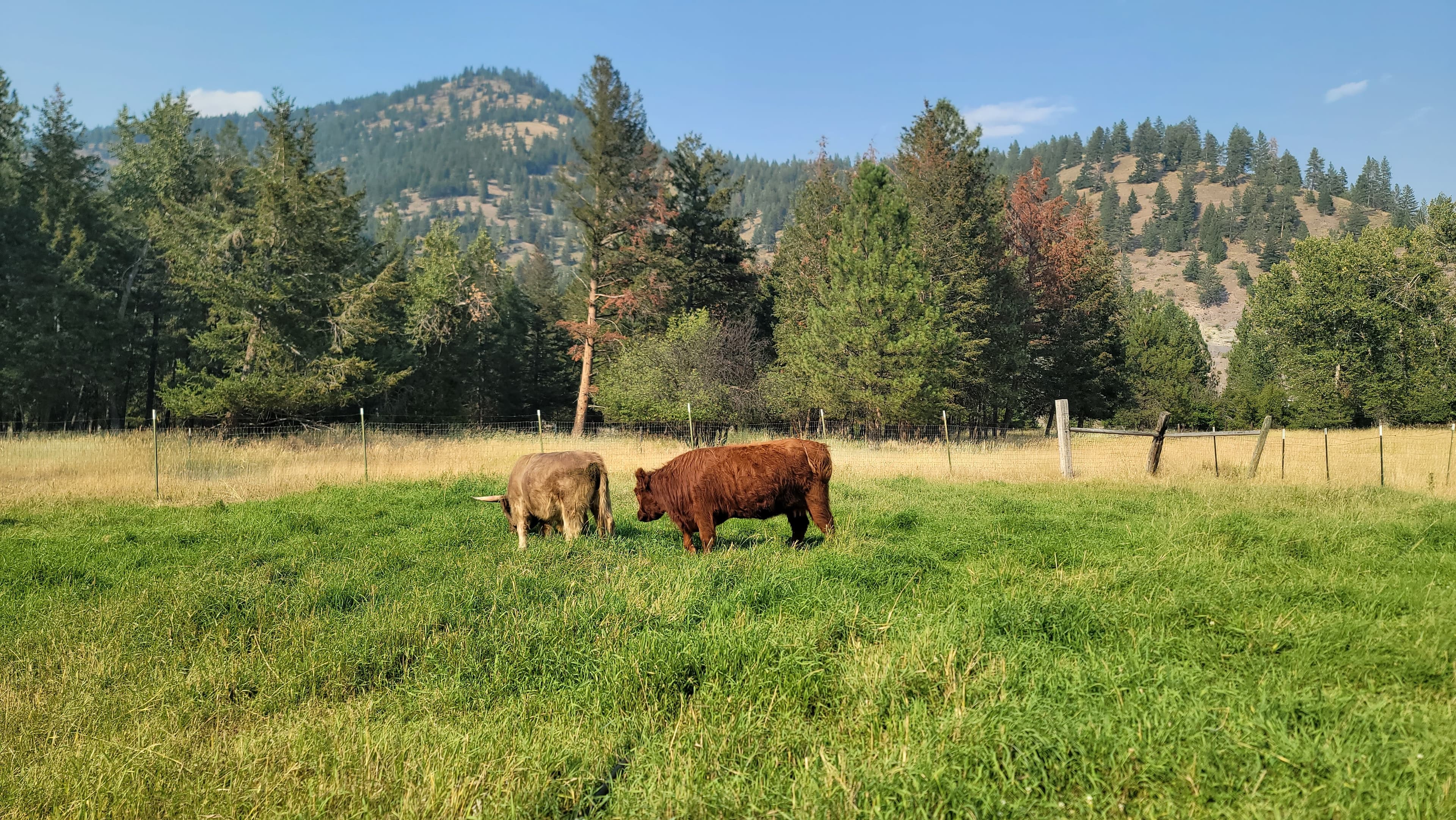 Two Highland cattle — Gandolf and Sugar — nose-to-nose in the pasture at the Moolady paddock in Clinton, Montana.